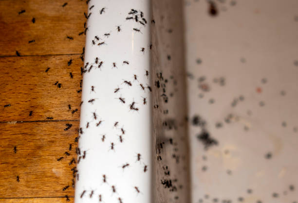 Best Pest Removal Services  in Virden, IL