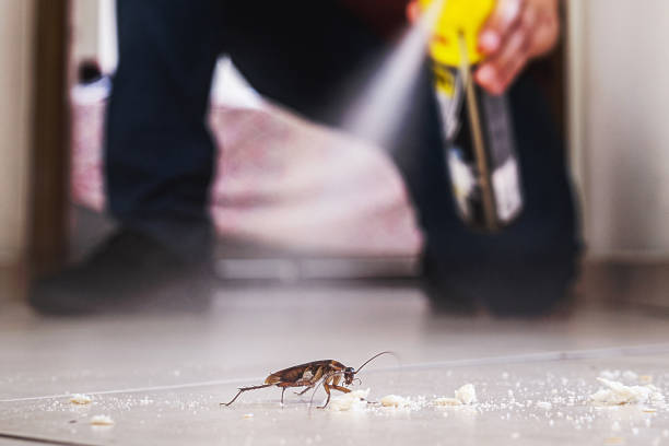 Best Flea Control Services  in Virden, IL