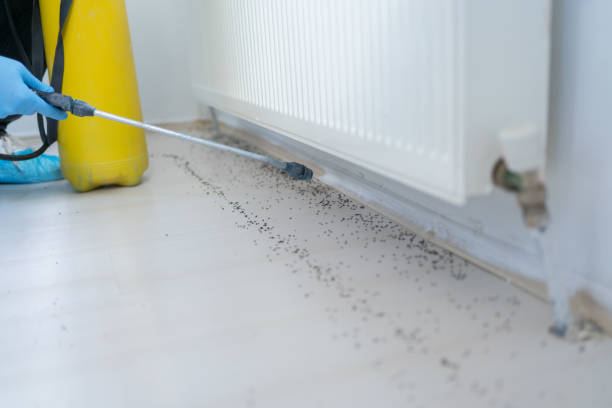 Best Ant Control Services  in Virden, IL